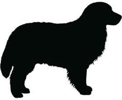 Extra Large Dog Collars